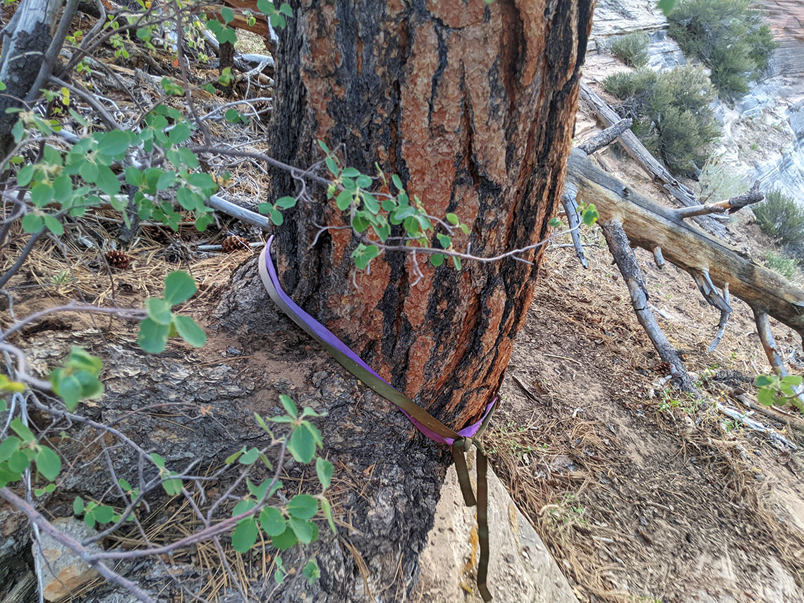 Webbing slung around a tree for the first rappel in Imlay